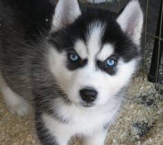 husky