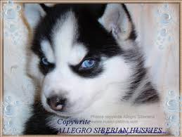 husky 2