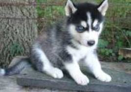 husky.sk