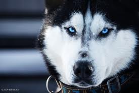 de